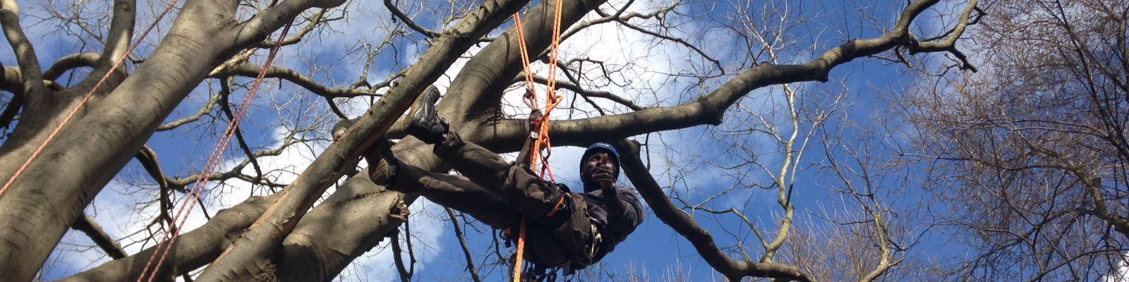 Tree climbing base (lavoro in quota su fune, attività su albero)