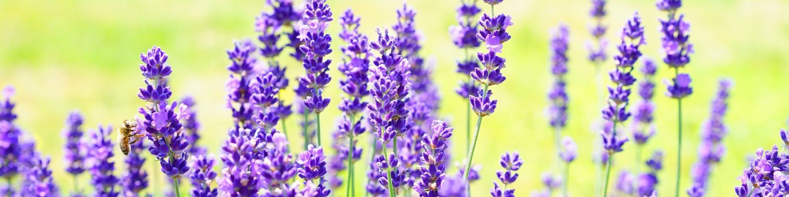 Piante officinali - corso base