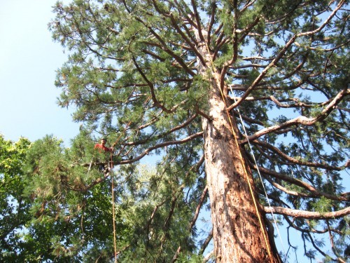 Tree climbing: il ruolo delle scuole nella formazione dell’allievo arboricoltore 
