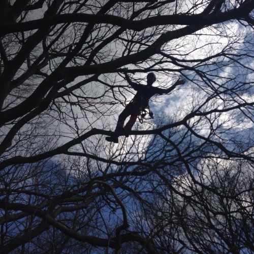 Tree climbing (base): arrampicata e movimentazione in pianta