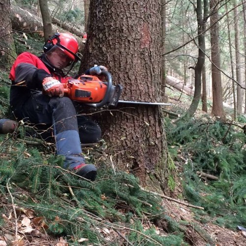 Operatore forestale base e responsabile