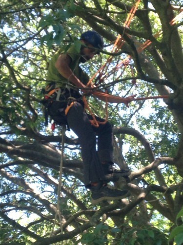 Indagine conoscitiva sulla sicurezza sul lavoro nel Tree Climbing