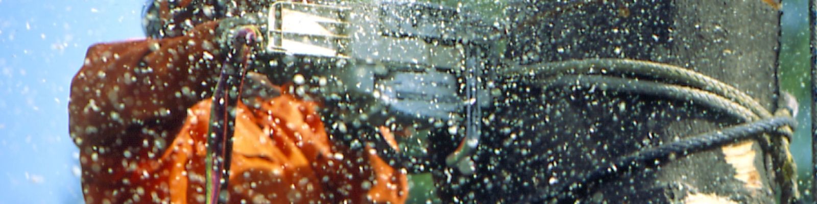 Tree climbing - Abbattimento controllato (base)