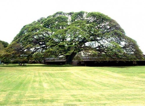 La teoria “ Optimal adjustment” negli alberi veterani