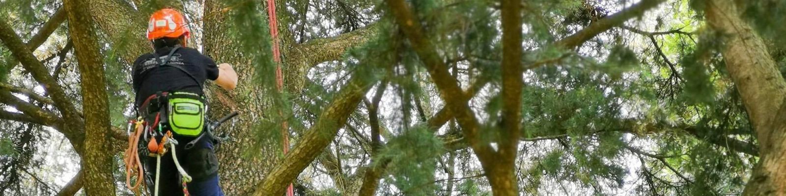 Tree climbing base (lavoro in quota su fune, attività su albero) - 