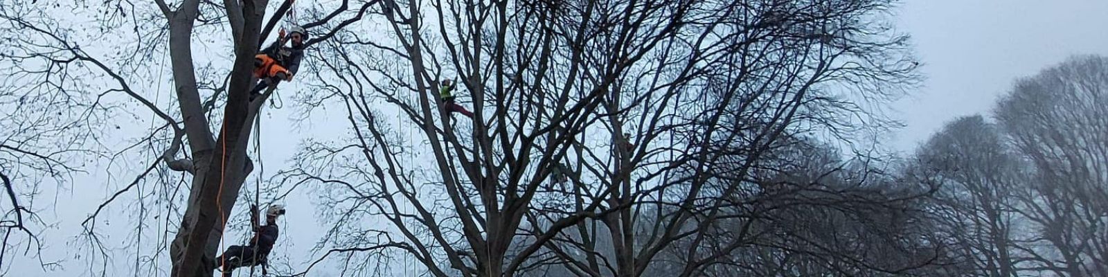 Tree climbing (base): lavoro in quota su fune, attività su albero