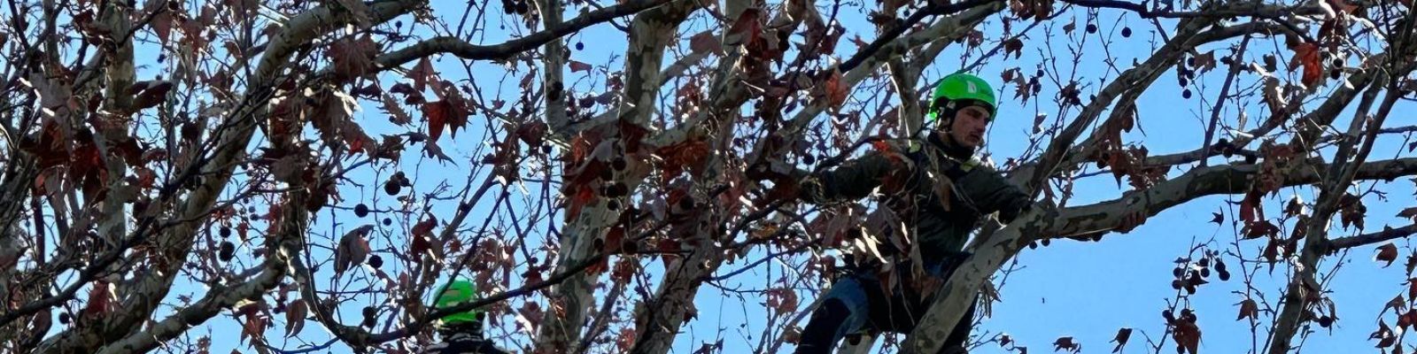 Tree climbing base (lavoro in quota su fune, attività su albero) - 