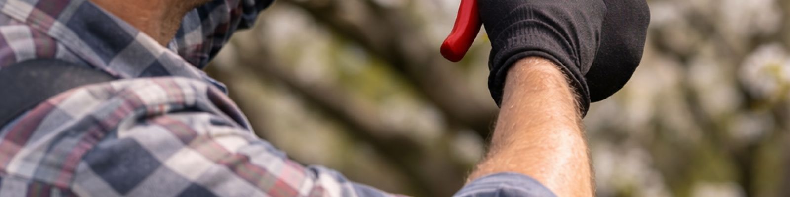 Potatura degli alberi ornamentali