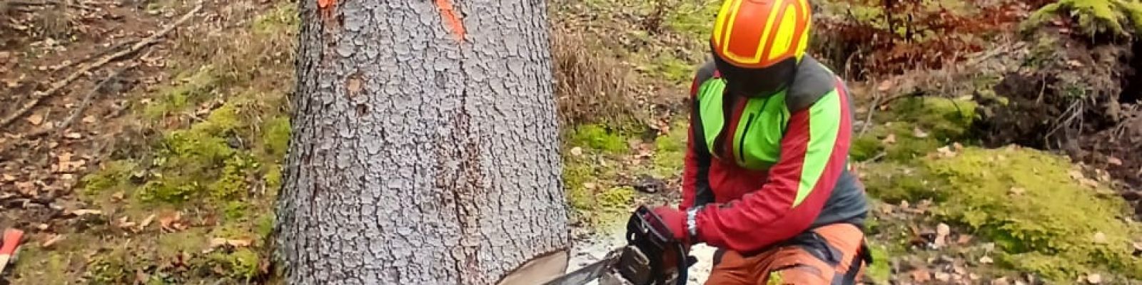 Corso Operatore forestale base