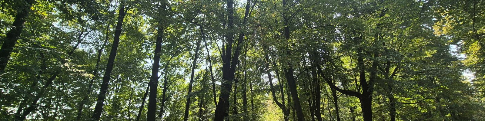 FORMAZIONE PRO - GESTIONE FITOSANITARIA IN AMBIENTE URBANO 