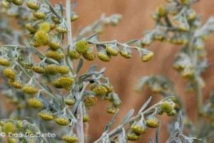 Agricoltura biologica :piante con effetti insetticidi, insettifughi,  insettorepellenti