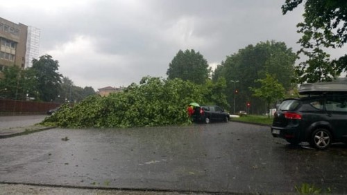 Albero caduto a Monza