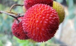 Rosso di Mirica-MIRTO rubra-un piccolo Albero//arbusto con Frutta Commestibile /& colorato