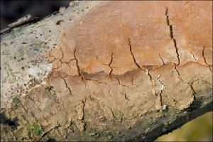 Phellinus Punctatus