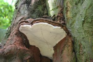 Ganoderma Adspersum