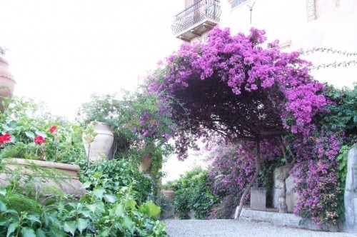 Bouganvillea