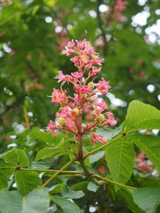 Aesculus Carnea (Ippocastano)