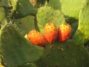 Opuntia ficus-indica