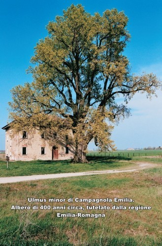 Olmo Campagnola Emilia