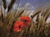 1art1 Zerbino 70x50 Cm Con Stampa Fiori Di Campo, Papaveri E Fiordalisi – Antiscivolo, Lavabile, Resistente