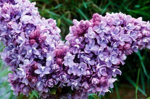 Syringa vulgaris ‘Katherine Havemeyer’