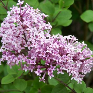 Syringa meyeri ‘Palibin’