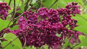 Syringa vulgaris ‘Andenken an Ludwig Spath’