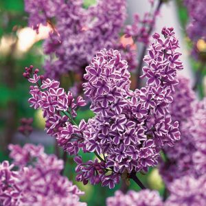  Syringa vulgaris ‘Sensation’