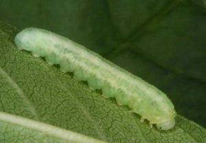 Tomostethus nigritus larva