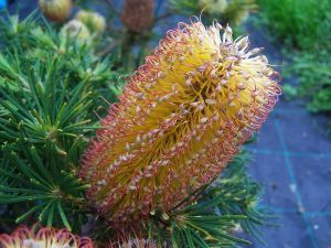 banksia