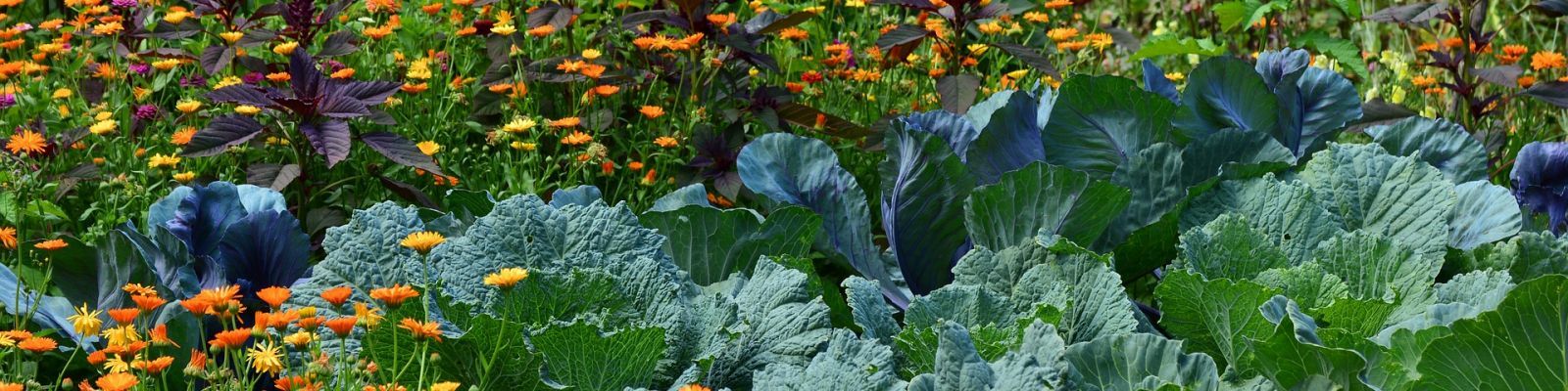 Introduzione all’orticoltura biologica professionale