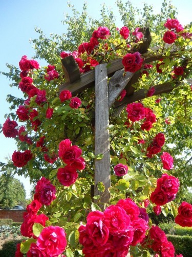 Workshop sulla potatura delle rose e dei rampicanti (8-9 marzo presso la Scuola - perfezionamento rivolto agli ex allievi giardinieri) 