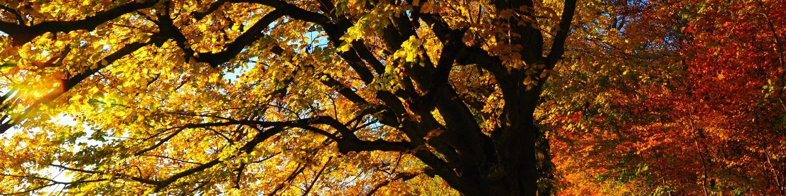Potatura degli alberi ornamentali