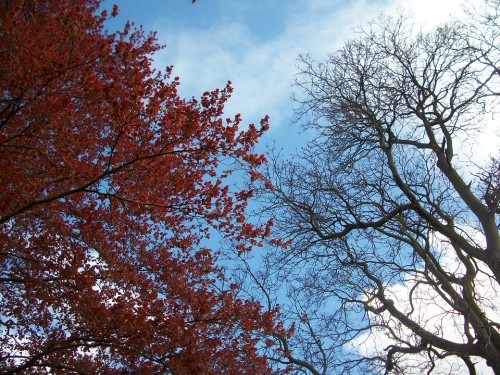 Sotto l’albero di Natale il nuovo percorso formativo accreditato da Regione Lombardia: l'ARBORICOLTORE