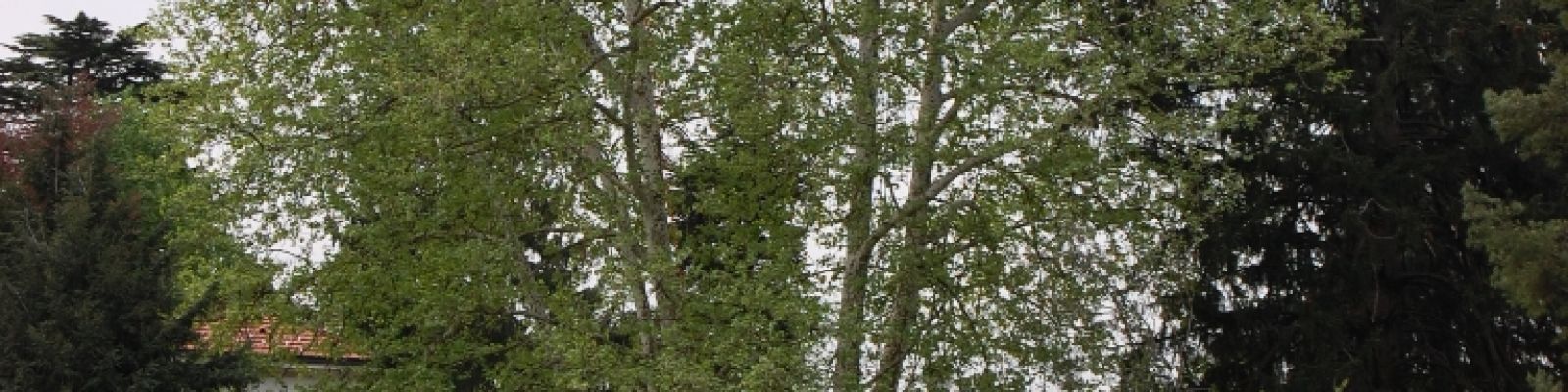 Potatura degli alberi ornamentali