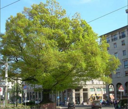 Stati Generali del Verde Pubblico  il 21 Novembre a Milano