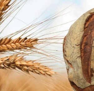 “Il pane, dalla terra alla pancia": tre eventi a conclusione del progetto "Spighe Sostenibili".