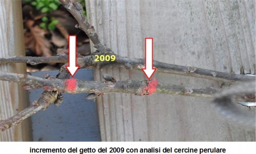 Valutazione e anamnesi dei parametri vitali negli alberi
